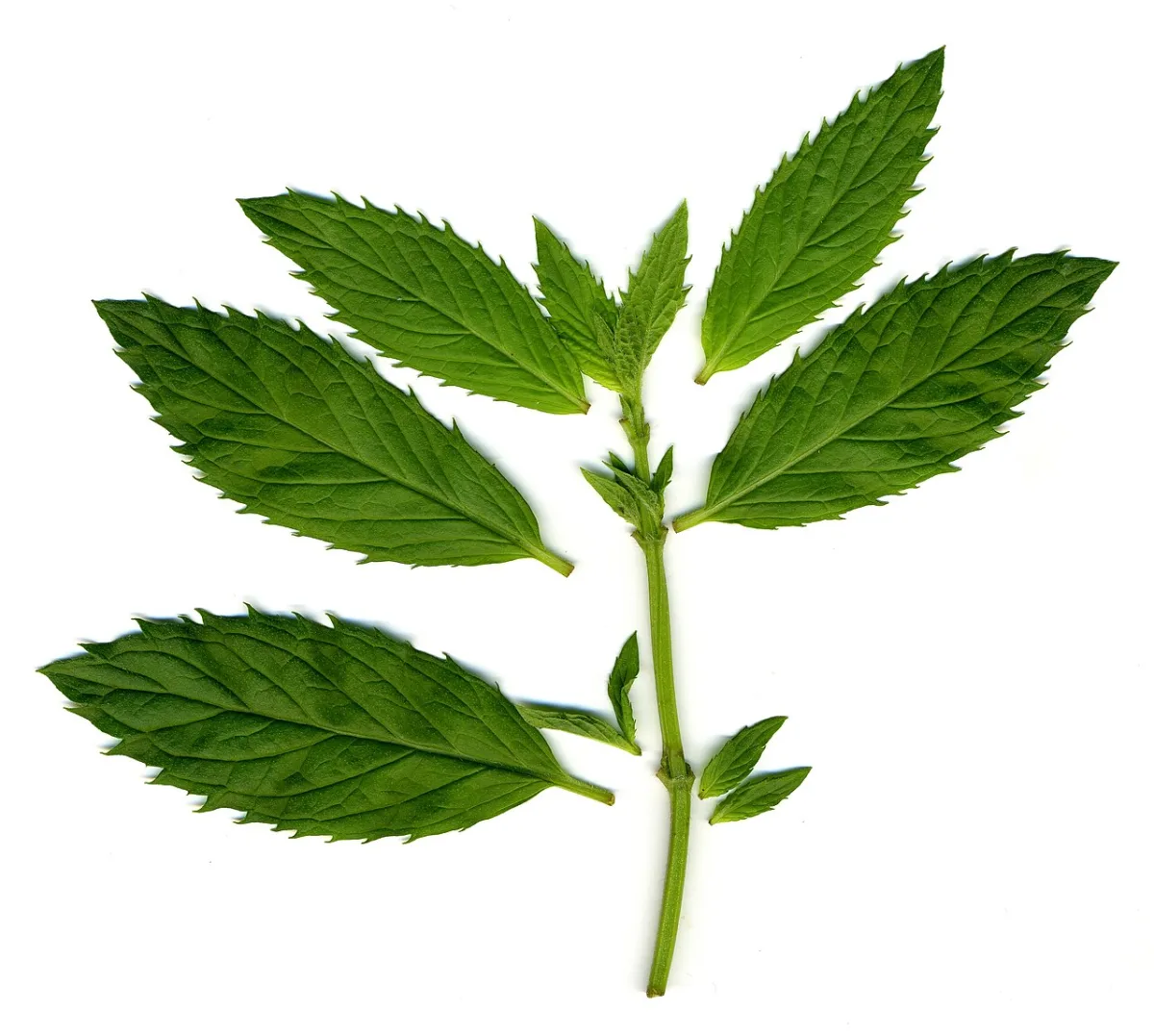 Verse muntblaadjes, gebruikt als ingrediënt voor een mojito